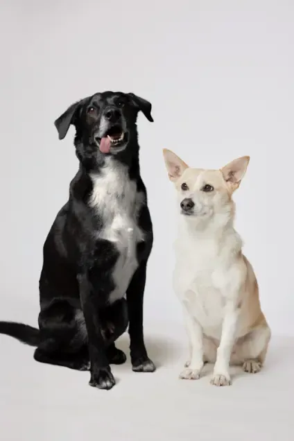 Portrait Agenturhunde Falco und Foxy